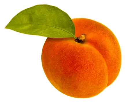 Apricot