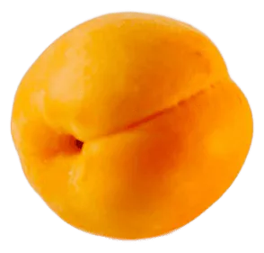 Apricot