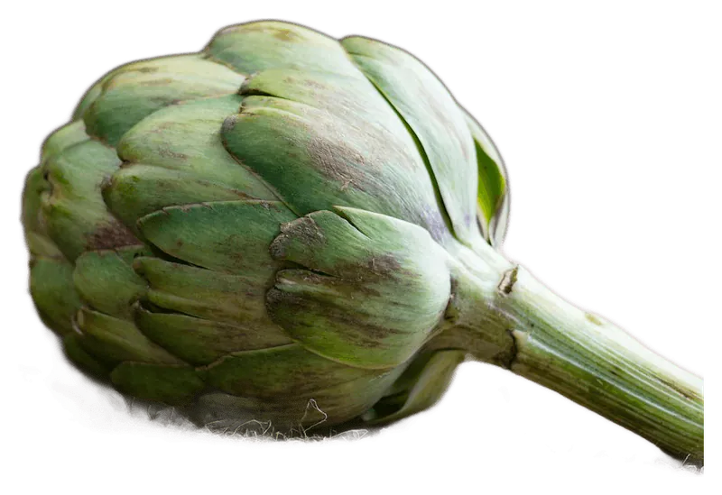Artichoke