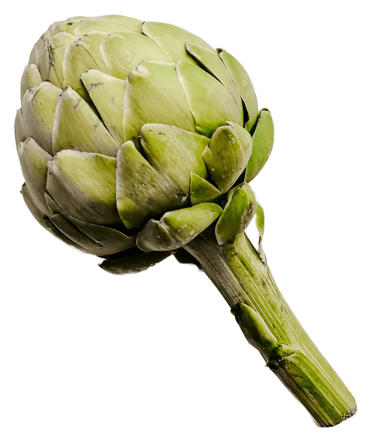Artichoke