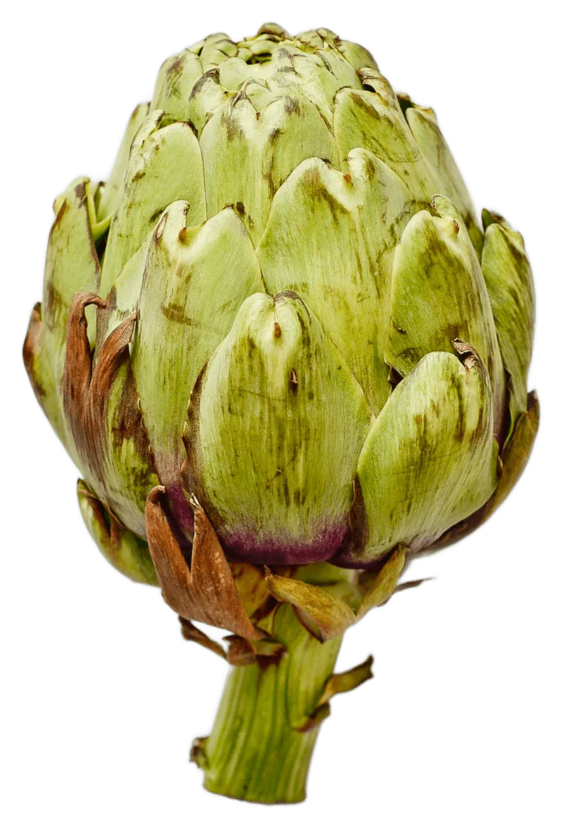 Artichoke