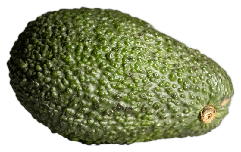 Avocado