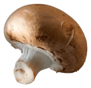 Button Mushroom