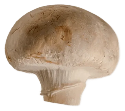 Button Mushroom