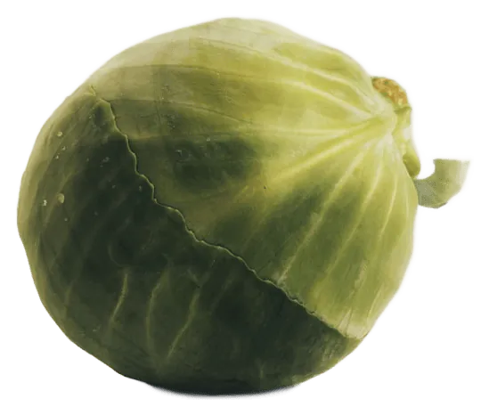 Cabbage