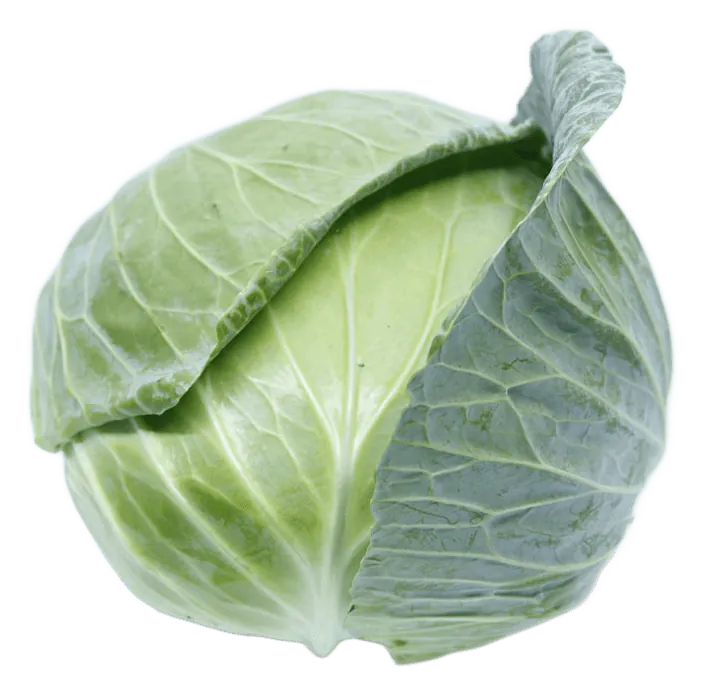 Cabbage