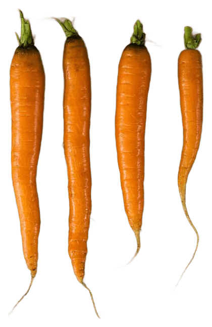 Carrot