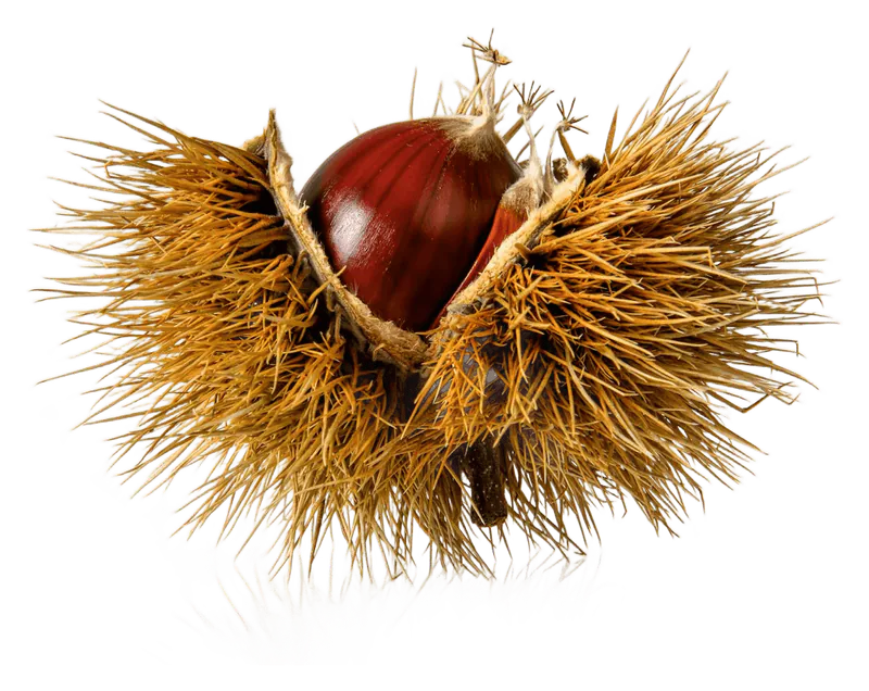 Chestnut