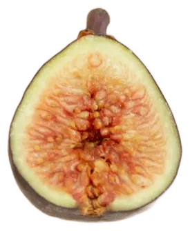 Fig