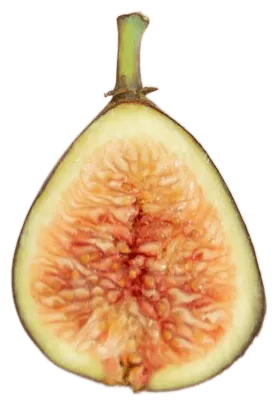 Fig