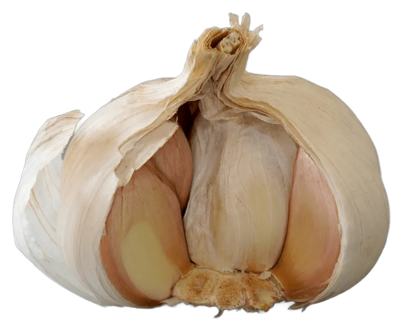 Garlic