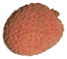 Lychee