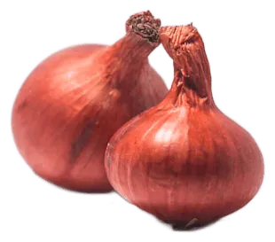 Onion
