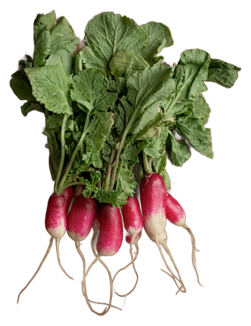 Radish