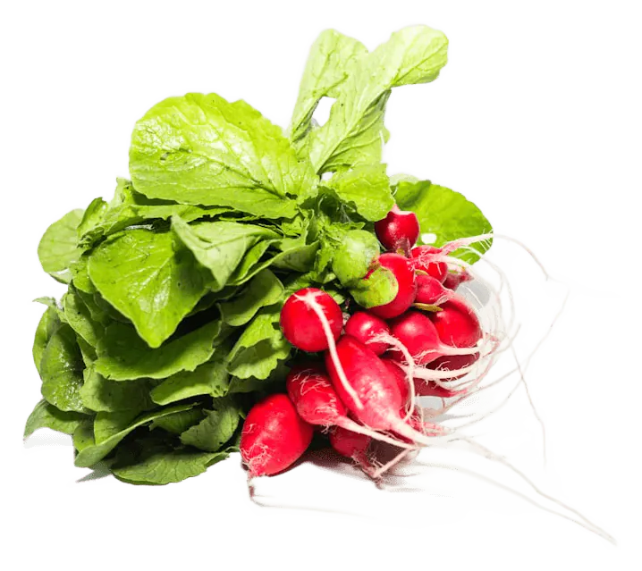 Radish