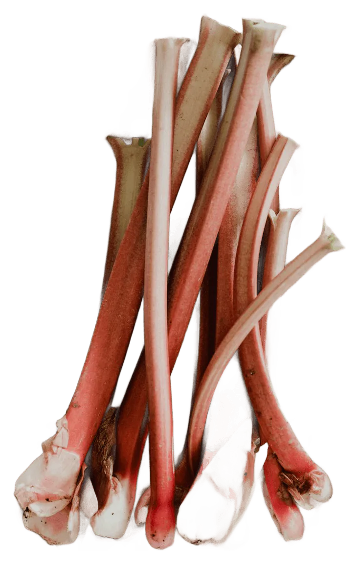 Rhubarb