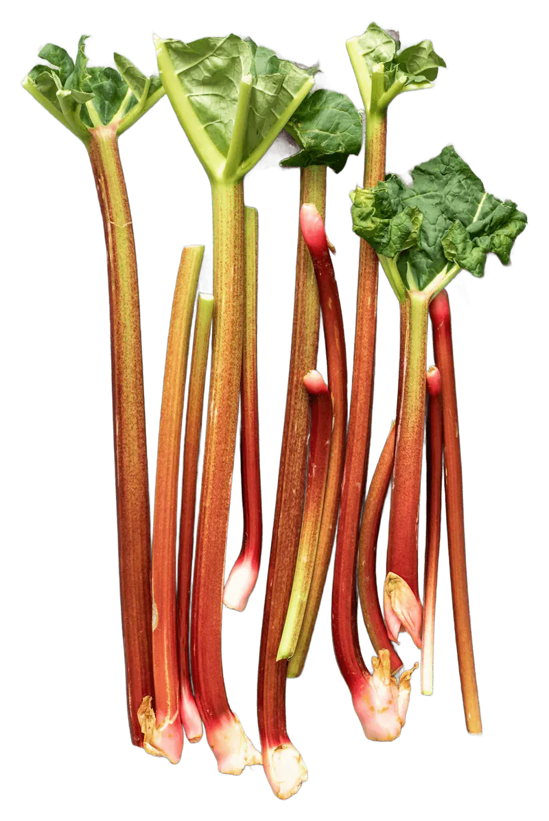 Rhubarb