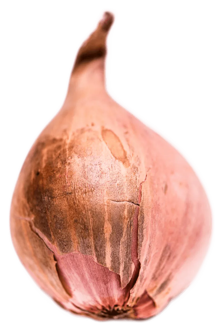 Shallot