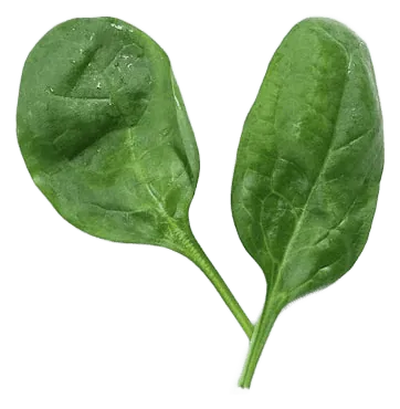 Spinach