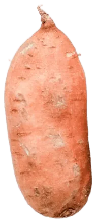 Sweet Potato