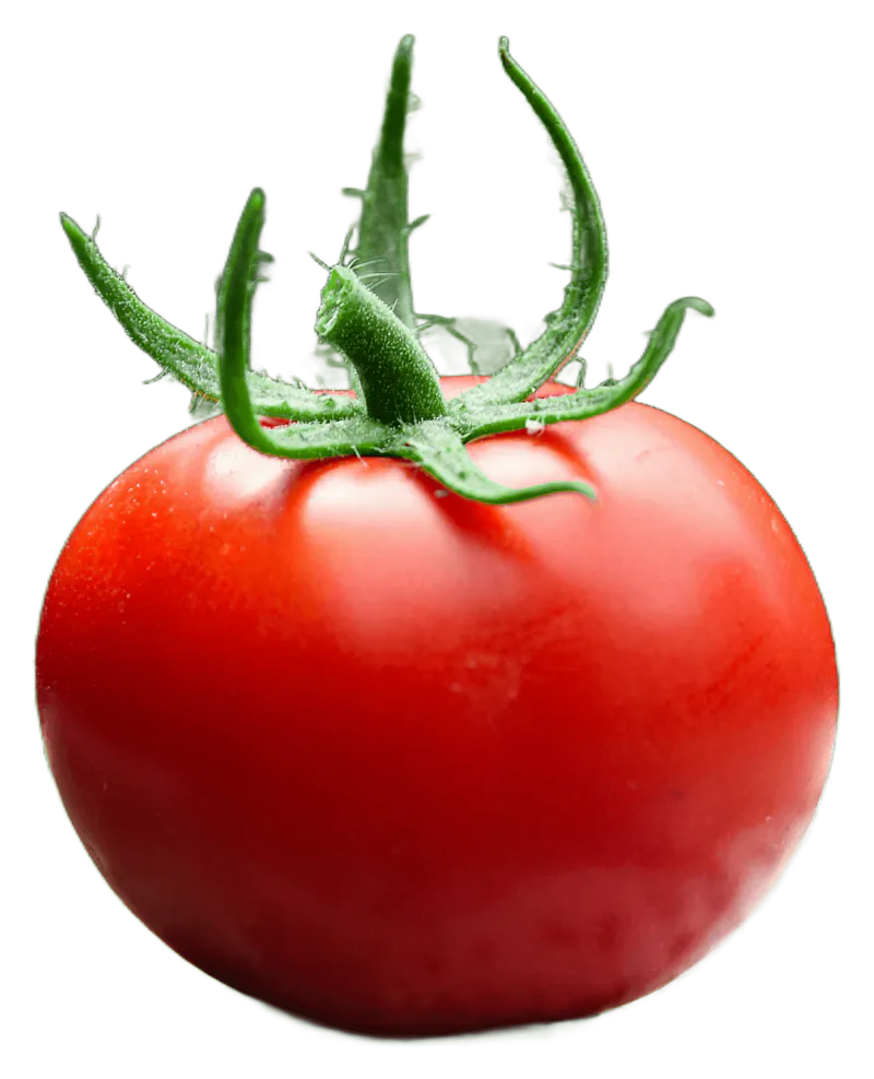 Tomato