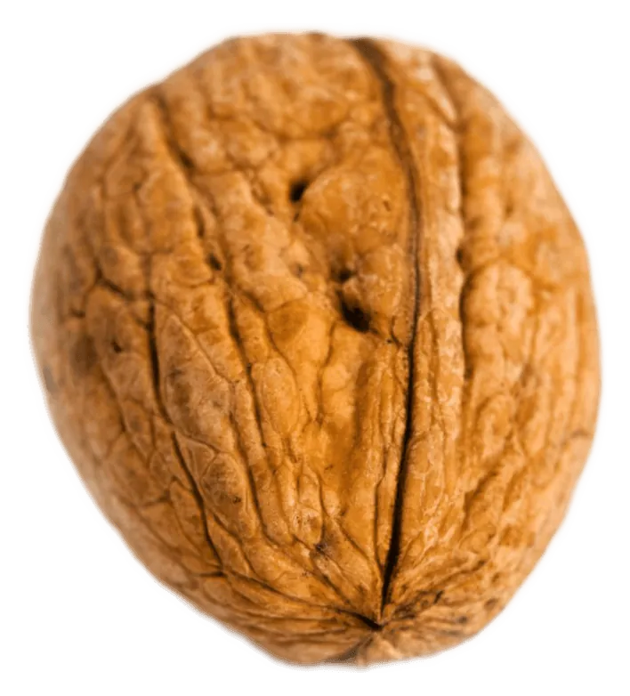 Walnut