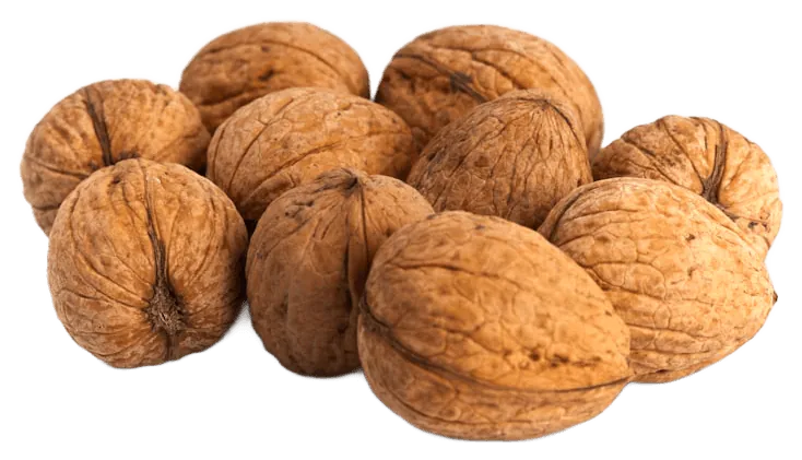 Walnut