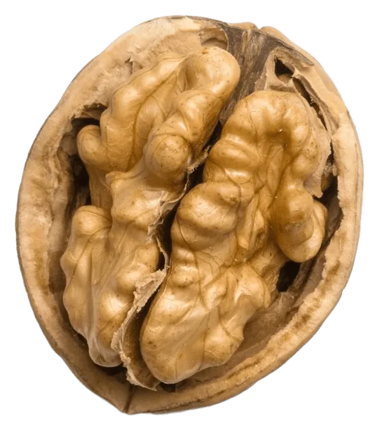 Walnut